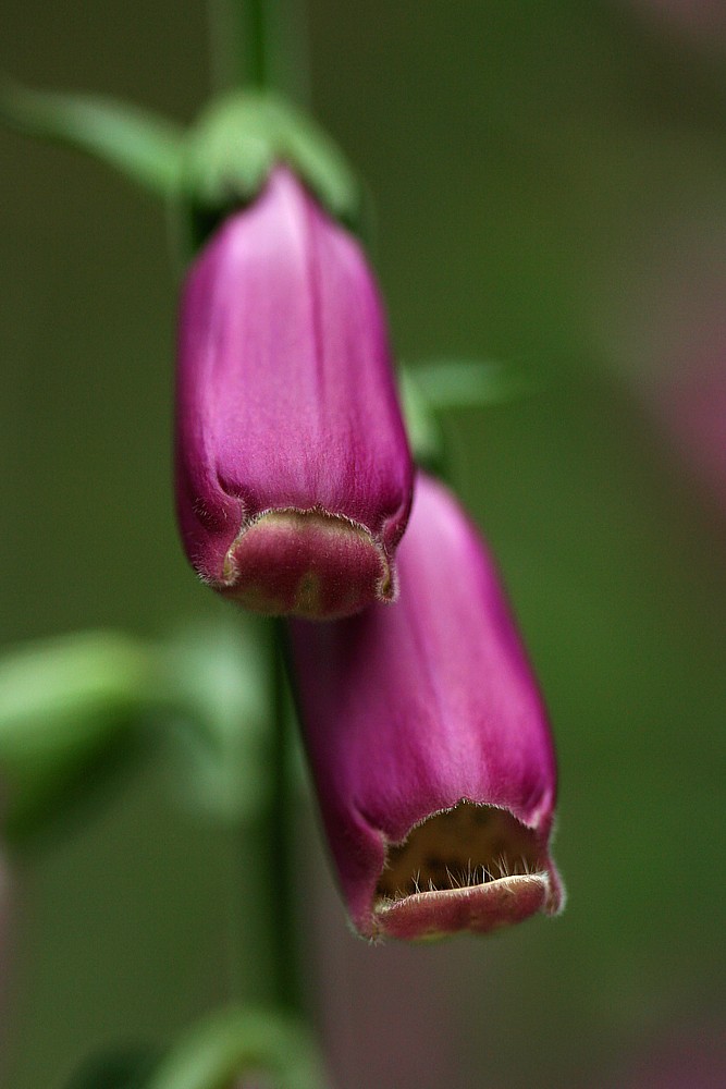 Pyszczki :( :O
Naparstnica purpurowa
[i]Digitalis purpurea[/i]
Słowa kluczowe: kwiat,fioletowy