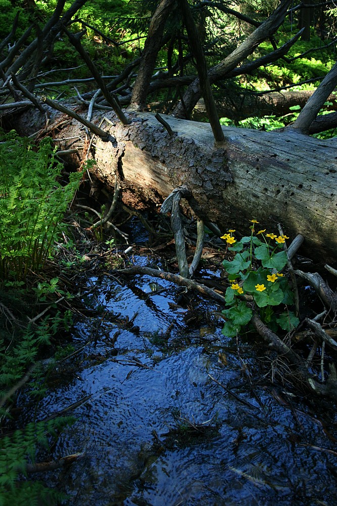 potok z kaczeńcami [i]Caltha palustris [/i]
Babiogórski Park Narodowy 2008
Słowa kluczowe: kwiat,żółty,woda