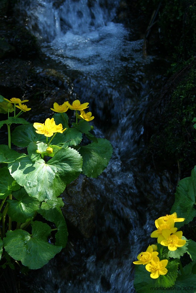 potok z kaczeńcami [i]Caltha palustris [/i]
Babiogórski Park Narodowy 2008
Słowa kluczowe: kwiat,żółty,woda