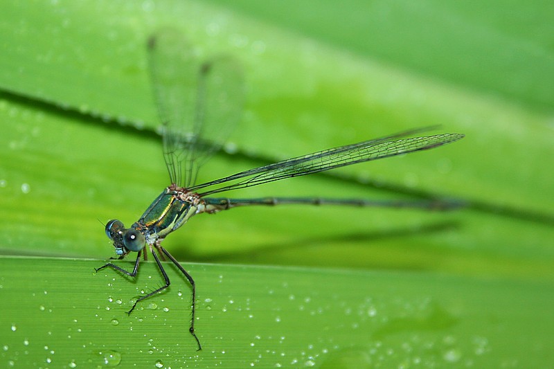 Pałątka zielona, samiec
[i]Lestes viridis[/i]
Słowa kluczowe: owad,ważka,zielony