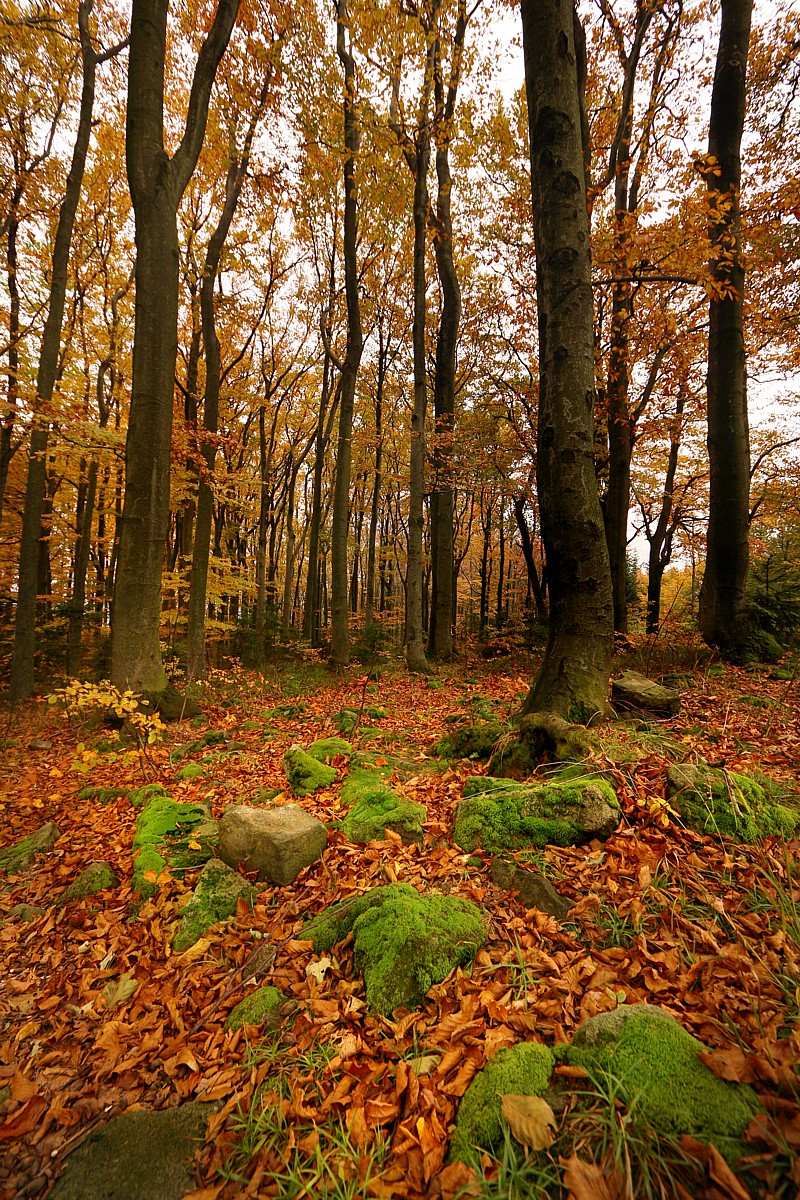 Jesienny las
Chrobacza Łąka, 2017
Słowa kluczowe: las,brązowy