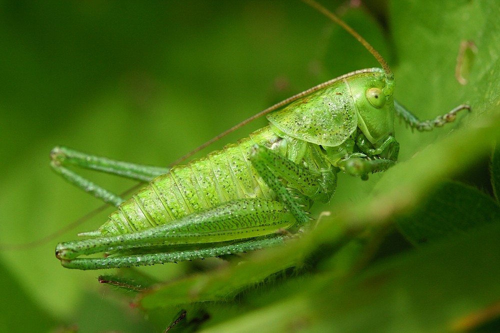 Zielony wśród zieleni
Słowa kluczowe: owad,szarańczak
