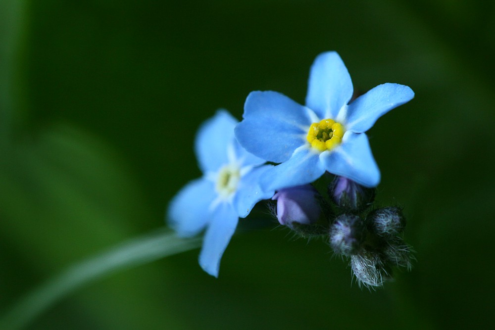 Niezapominajka
Synonim: "Mysie uszko"
Słowa kluczowe: kwiat,niebieski