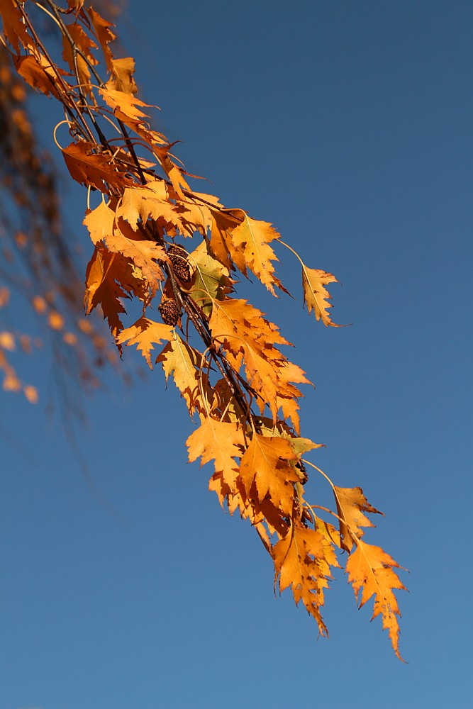 Jesienna brzoza
Edmonton
Canada 2015
Słowa kluczowe: jesień