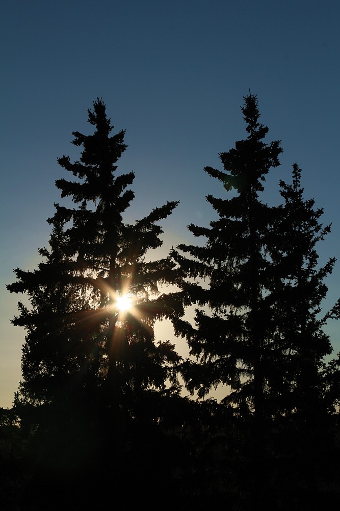 Świerki o zachodzie
Edmonton
Canada 2015
Słowa kluczowe: las,niebieski,słońce