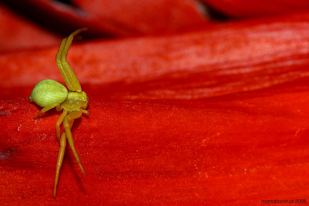 Pająk kwietnik
Słowa kluczowe: pająk,czerwony