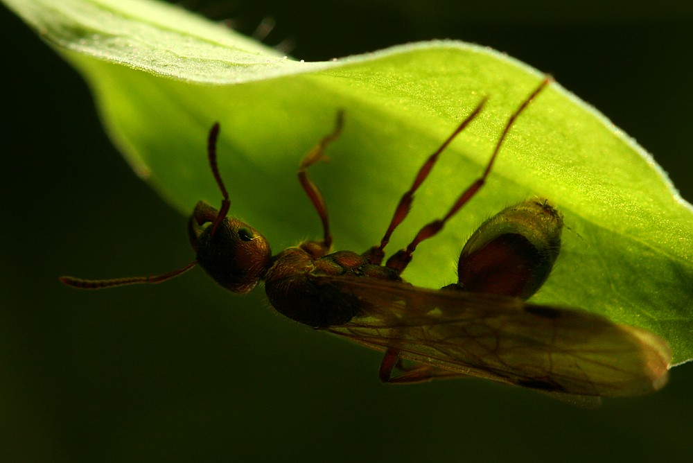 Królowa mrówek: wścieklica dorodna
[i]Manica rubida[/i]
Słowa kluczowe: owad,mrówka