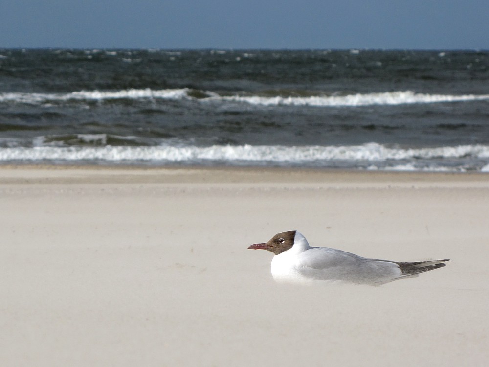 Mewa śmieszka na plaży
[i]Larus ridibundus[/i]
Świnoujście 2012
Słowa kluczowe: morze,woda,ptak