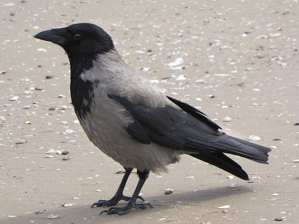 Wrona siwa
[i]Corvus cornix[/i]
Świnoujście 2012
Słowa kluczowe: ptak,czarny