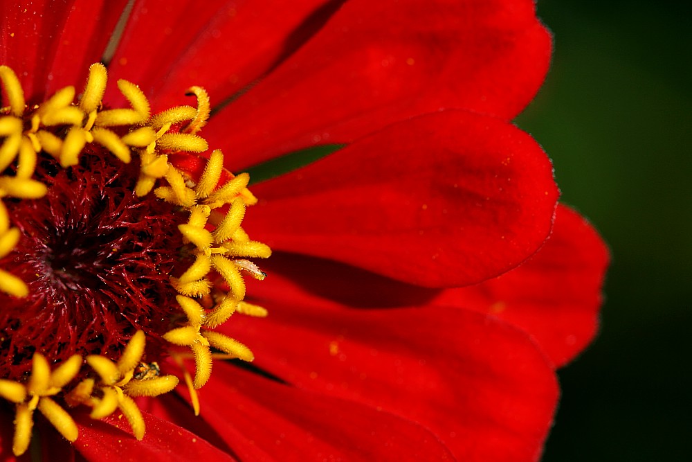 Czerwone lądowisko
Słowa kluczowe: czerwony,kwiat