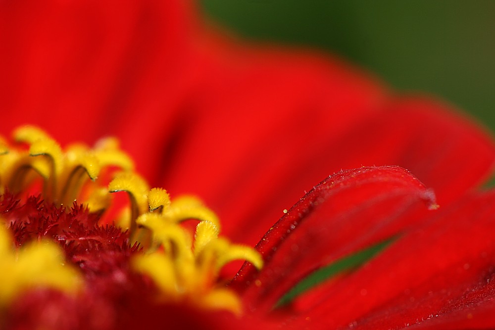 Czerwone lądowisko
Słowa kluczowe: czerwony,kwiat