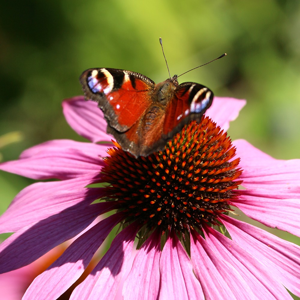Rusałka pawik
[i]Inachis io[/i]
Mazury 2013
Słowa kluczowe: motyl,owad,czerwony,różowy,motyl