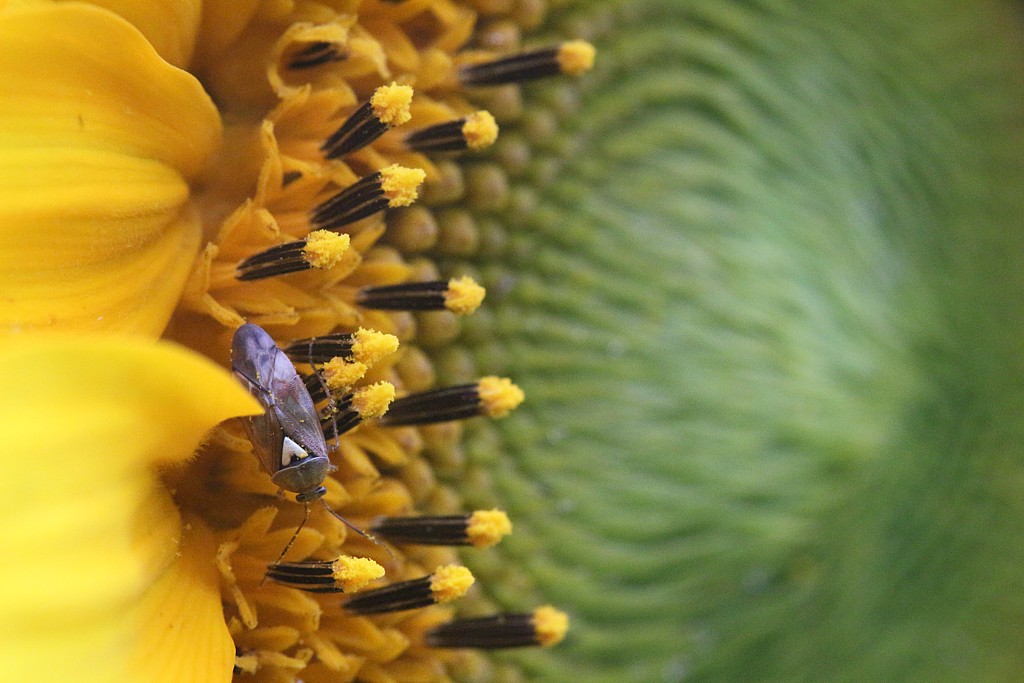 Pluskwiak na słoneczniku
Mazury 2013
Słowa kluczowe: owad,żółty,kwiat