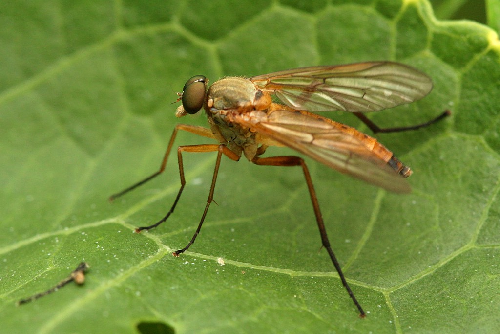 Diptera
Mazury 2013
Słowa kluczowe: owad