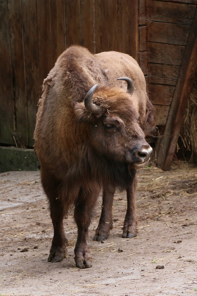 Żubr
[i]Bison bonasus[/i]
Woliński Park Narodowy
