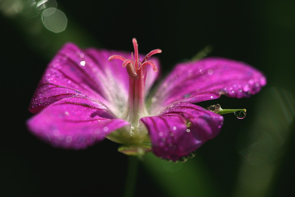 Kąkol polny
[i]Agrostemma githago[/i]
Słowa kluczowe: kwiat,różowy