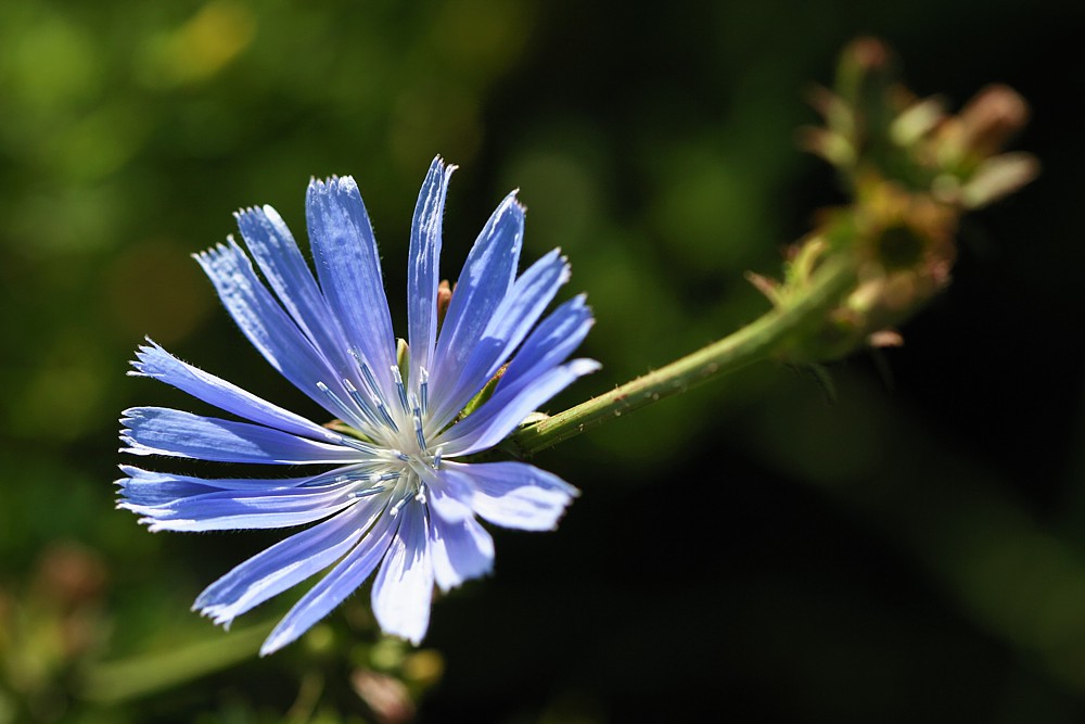 Cykoria podróżnik
[i]Cichorium intybus[/i]
Słowa kluczowe: kwiat,niebieski