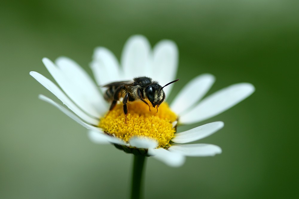 Pszczoła na margaretce
Bieszczady 2011
Słowa kluczowe: owad,kwiat,biały