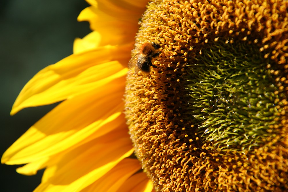 Trzmiel na słoneczniku
Bieszczady 2011
Słowa kluczowe: kwiat,żółty,pszczoła,lato