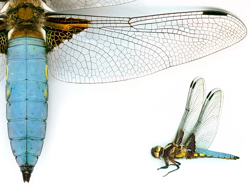 Ważka płaskobrzucha, samiec
Słowa kluczowe: owad,ważka,niebieski