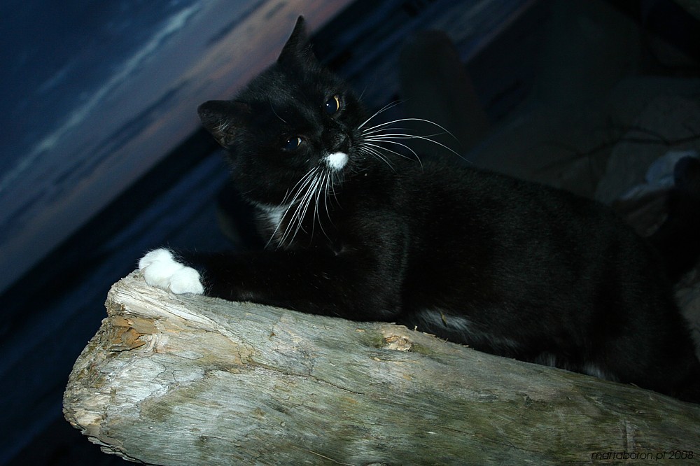 Kot plażowy
Przed wschodem słońca, godzina przed czwartą nad ranem, bałtycka plaża i pierwsze spotkane żywe stworzenie... kot w skarpetkach :)
Słowa kluczowe: kot,czarny