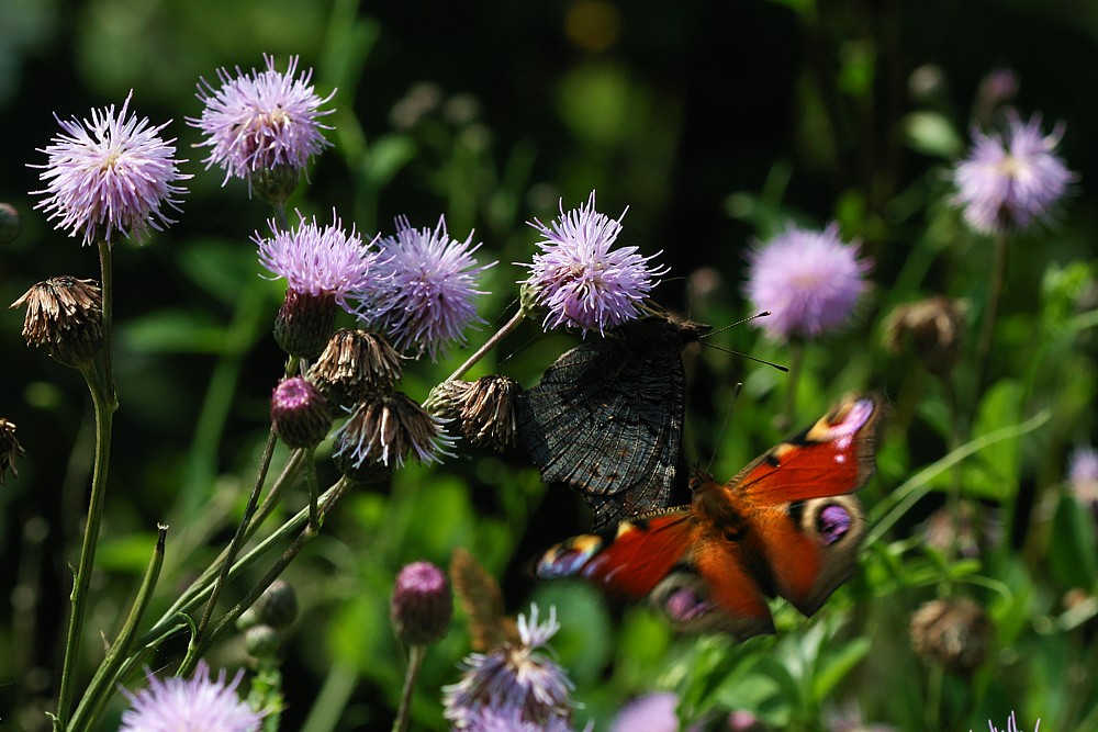 Rusałk pawik
[i]Inachis io[/i]
Samiec w zalotach do ukrytej samicy
Słowa kluczowe: owad,motyl