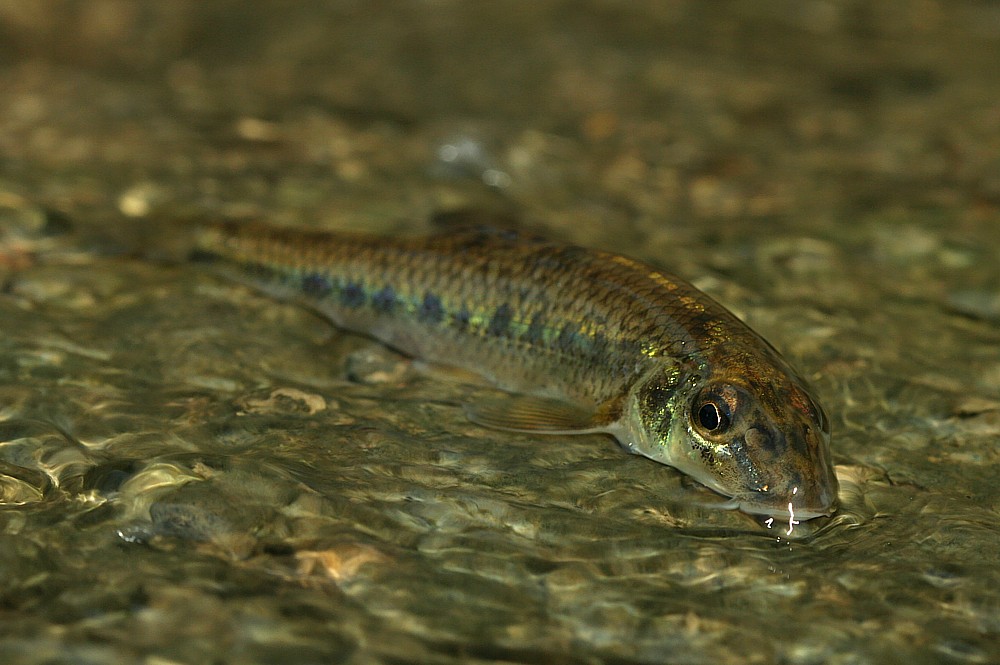 Kiełb krótkowąsy
[i]Gobio gobio[/i]
Głębokość wody: 5 mm, ale rybom potokowym to nie straszne!
Słowa kluczowe: ryba