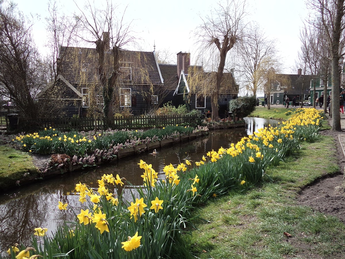 Wiosenne żonkile nad kanałem
Amsterdam
Holandia 2015
