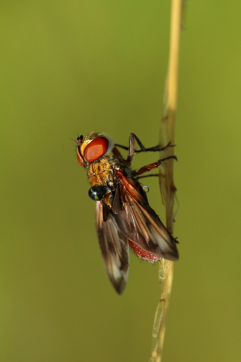 Muchówka
[i]Diptera[/i]
Słowa kluczowe: owad,mucha,czerwony
