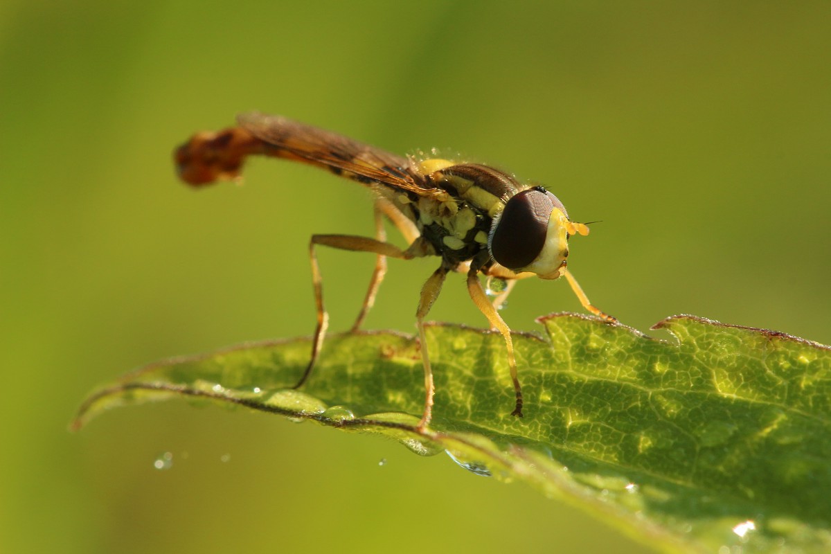 Muchówka
[i]Diptera[/i]
Słowa kluczowe: owad,mucha
