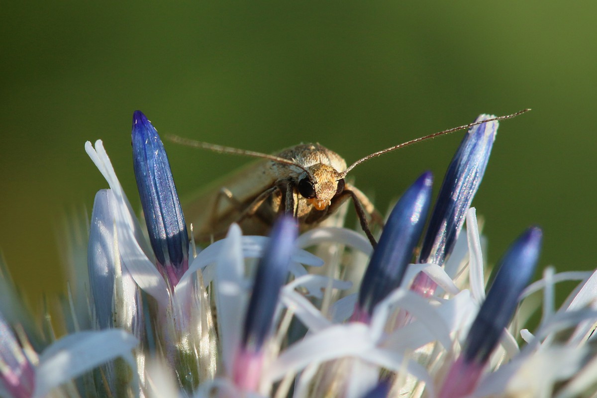 Motyl i przegorzan kulisty
[i]Echinops sphaerocephalus[/i]
Słowa kluczowe: niebieski,owad,motyl