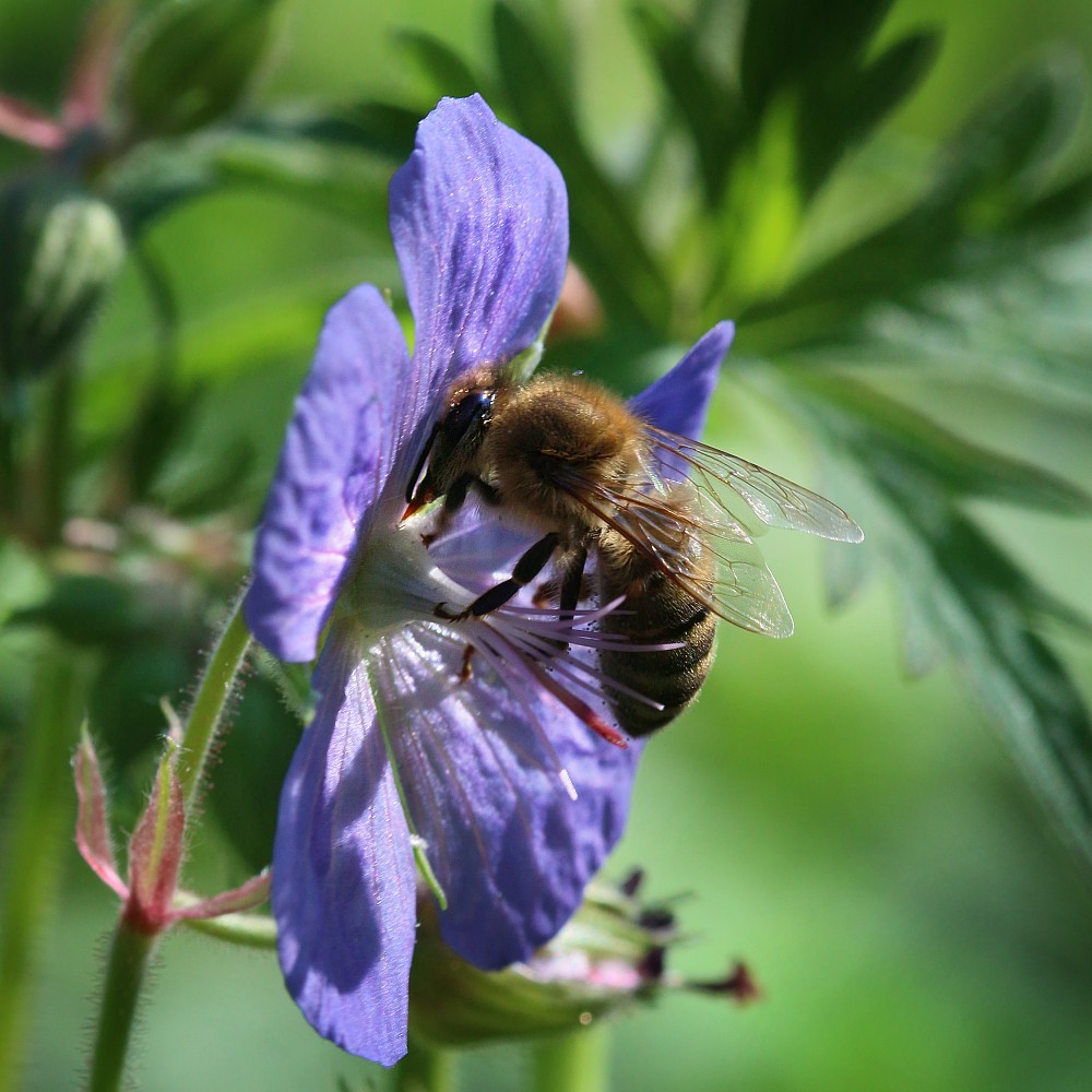 Pszczoła na bodziszku
Słowa kluczowe: kwiat,niebieski,owad,pszczoła