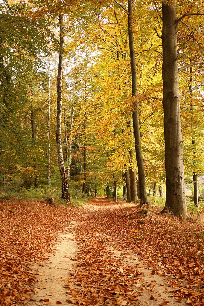 Jesienny las
Słowa kluczowe: las,żółty