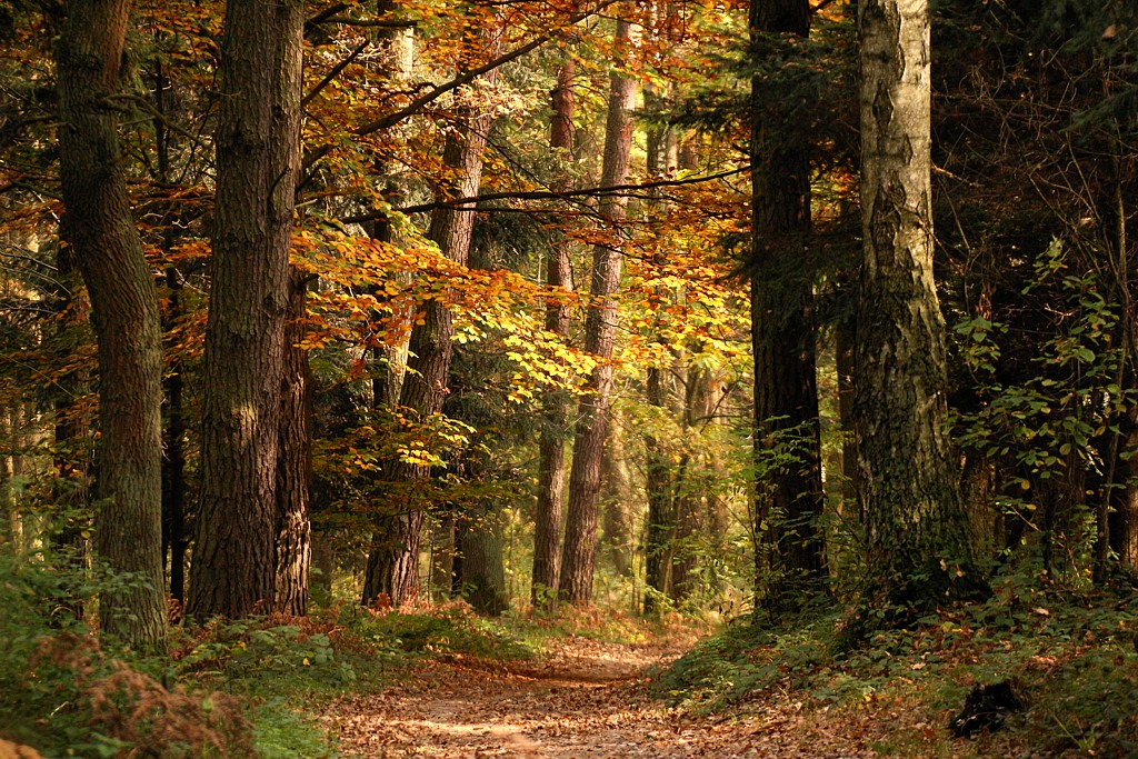 Jesienny tajemniczy las
Słowa kluczowe: las