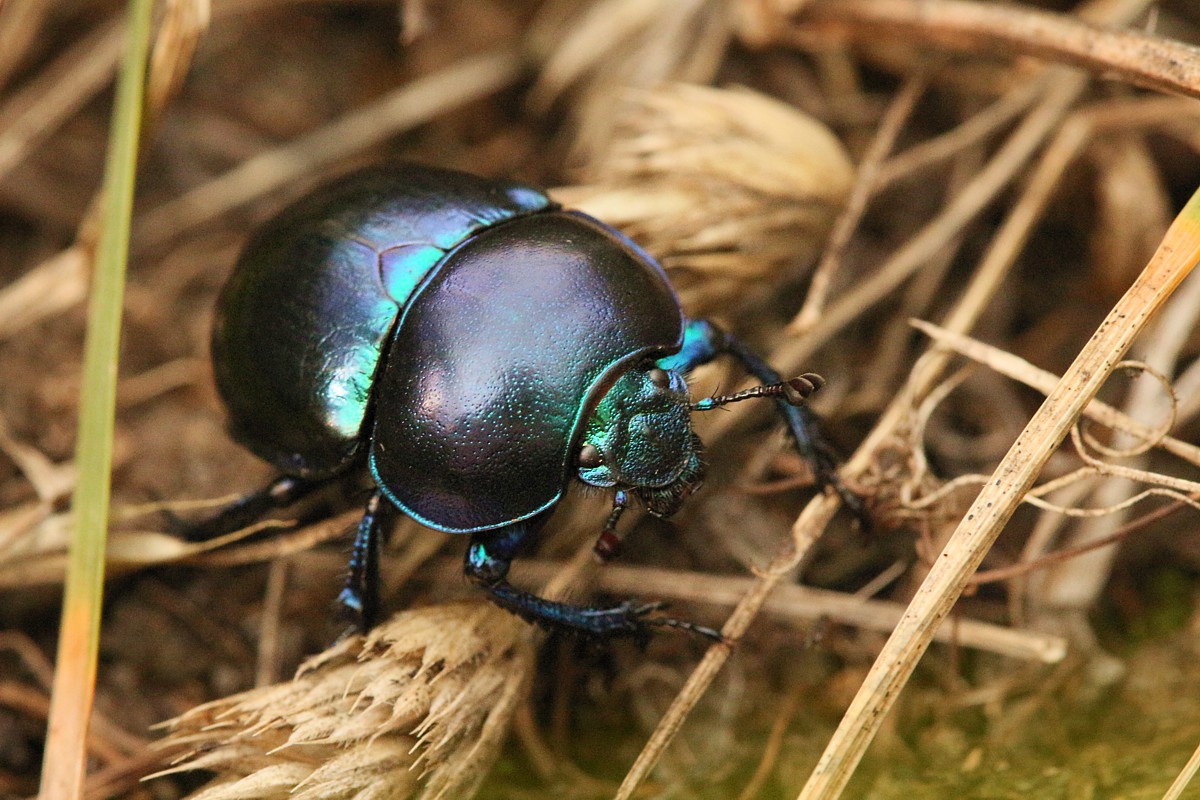 Żuk wiosenny
[i]Trypocopris vernalis[/i]
Słowa kluczowe: owad,chrząszcz,niebieski