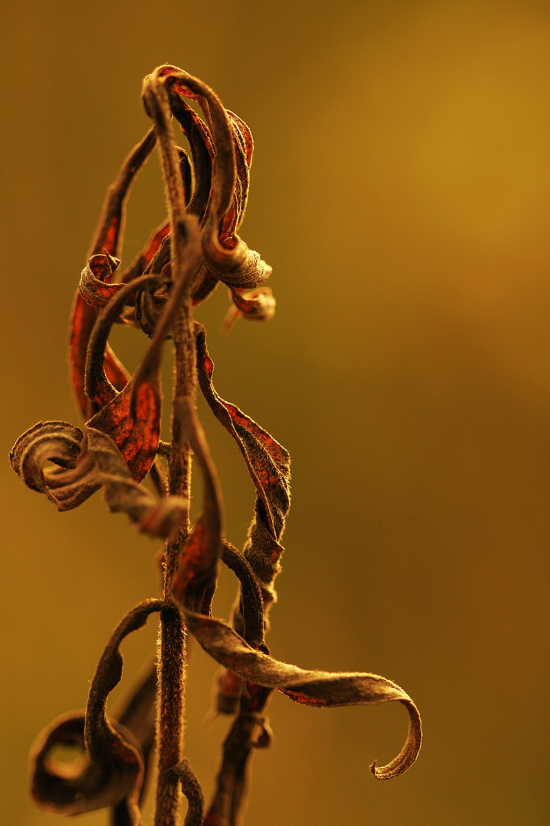 Jesienne liście
Słowa kluczowe: brązowy,łąka