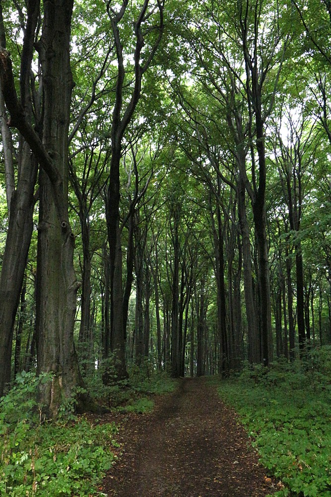 Buczyna
Rezerwat "Segiet", Tarnowskie Góry
Słowa kluczowe: zielony,las
