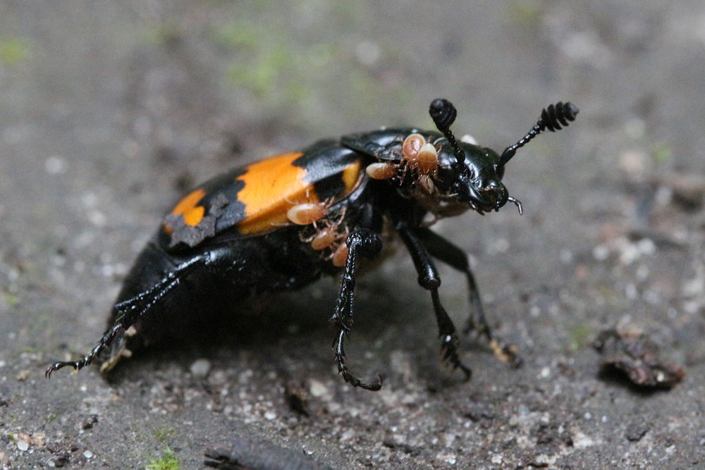 Grabarz pospolity
[i]Necrophorus vespillo[/i]
Słowa kluczowe: owad,chrząszcz