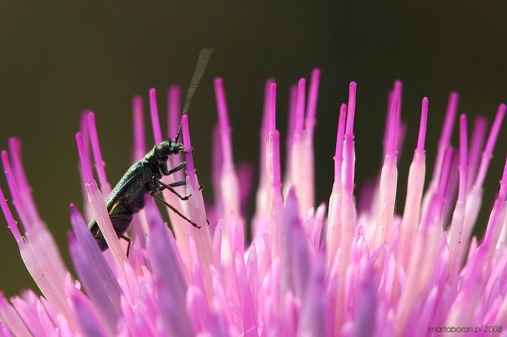 Kolczasta planeta
[i]Coleoptera[/i] żywiązy się pyłkiem i nektarem
Słowa kluczowe: owad,chrząszcz