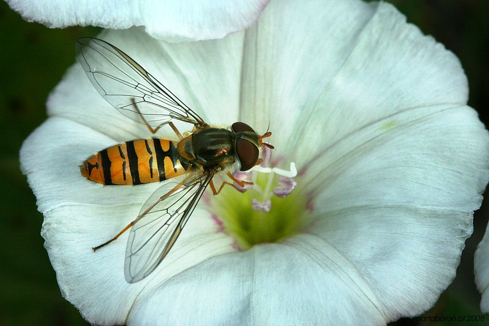 [i]Diptera[/i]
Słowa kluczowe: owad,mucha,biały