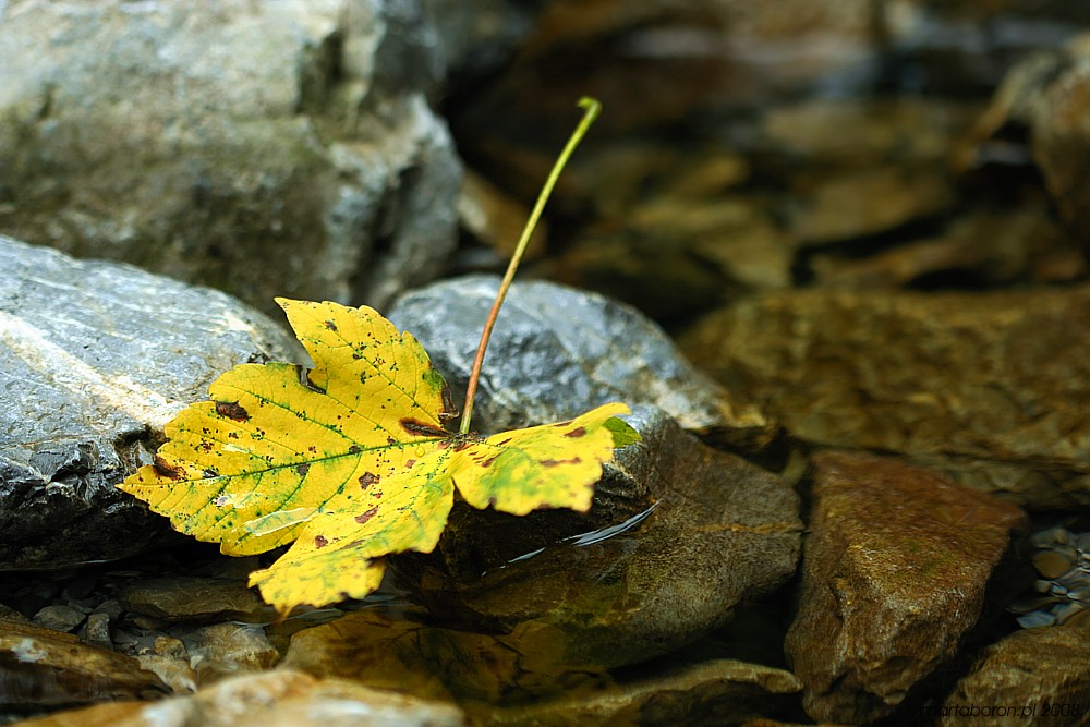 Jesień
Dolina Strążyska, Tatry 2008
Słowa kluczowe: woda,liść,żółty,jesień