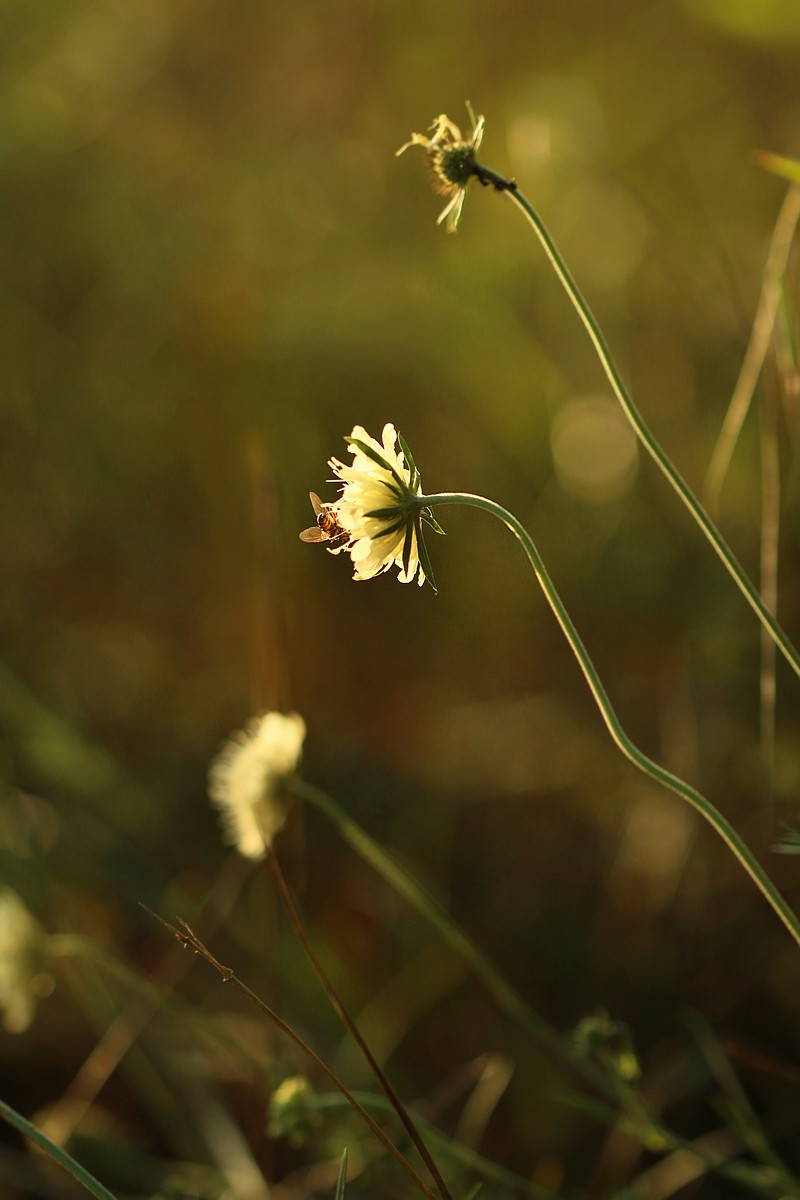 Słoneczna łąka
Słowa kluczowe: kwiat,owad,mucha