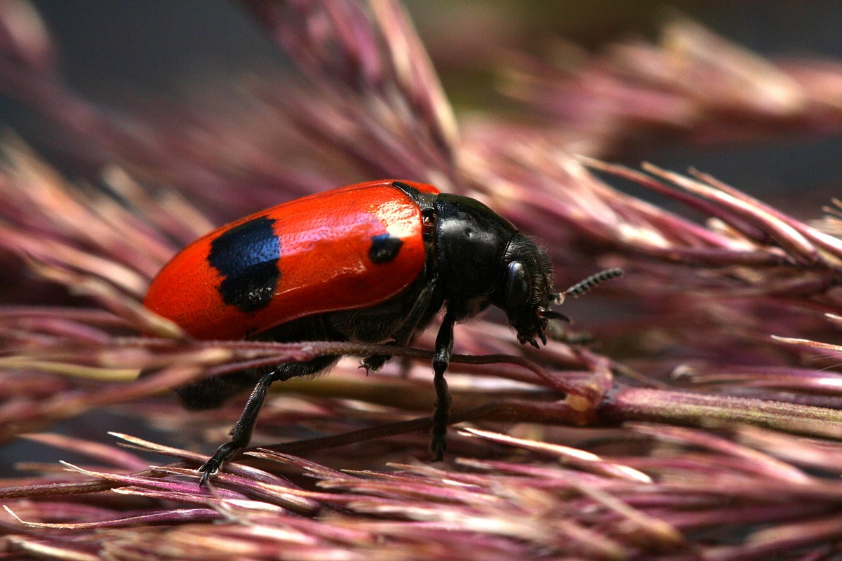 Moszenica wierzbówka
[i]Clytra laeviuscula[/i]
Słowa kluczowe: chrząszcz,owad,czerwony