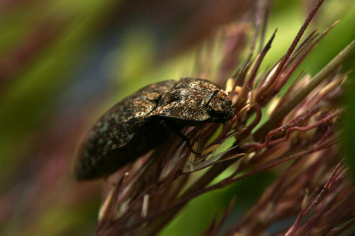 Chrząszcz sprężyk
[i]Elateridae[/i]
Słowa kluczowe: chrząszcz,owad