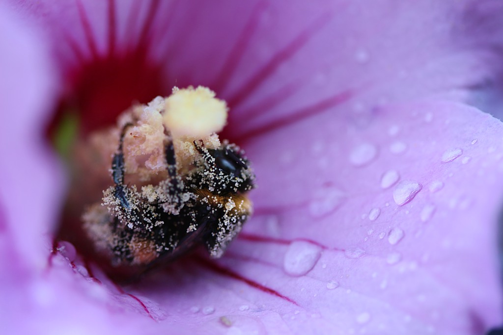 Trzmiel ziemny na ketmii syryjskiej 1
Cały w pyłku
[i]Bombus terrestris[/i]
Słowa kluczowe: owad,fioletowy,kwiat