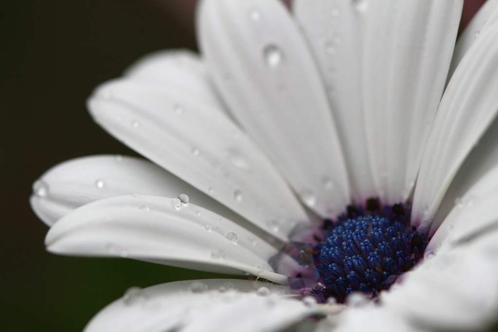 Biały kwiat o niebieskim środku
Słowa kluczowe: kwiat,biały,niebieski