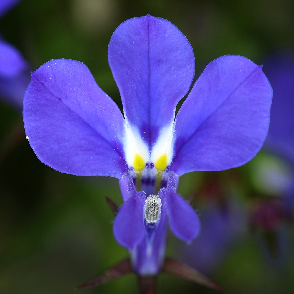 Lobelia
Słowa kluczowe: niebieski,kwiat