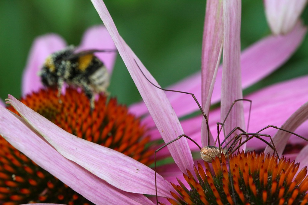 Tzmiel i pająk na jeżówce
Słowa kluczowe: owad,fioletowy,kwiat
