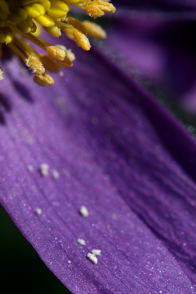 Sasanka
Wiosennie
Słowa kluczowe: kwiat,fioletowy