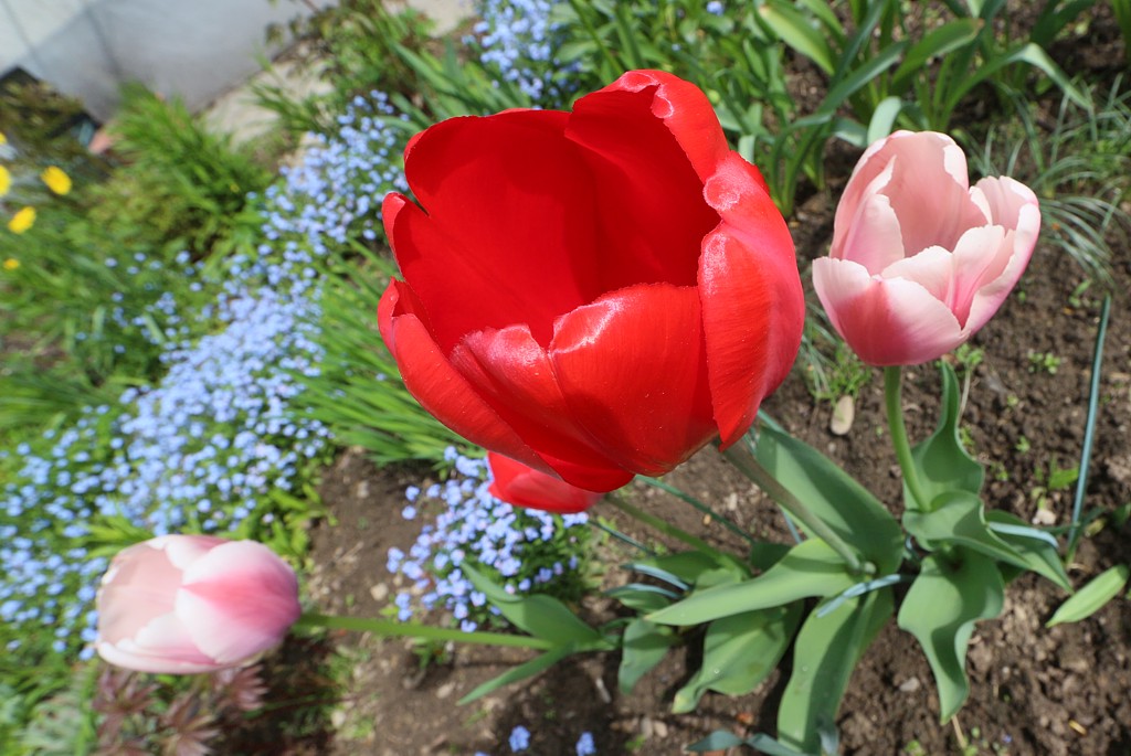 Kwiaty osiedlowe 2
Wiosennie
Słowa kluczowe: kwiat,czerwony